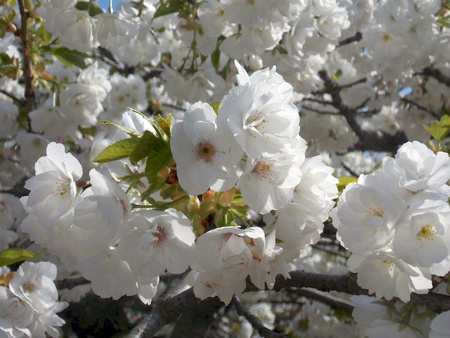 cerisier en fleur 4