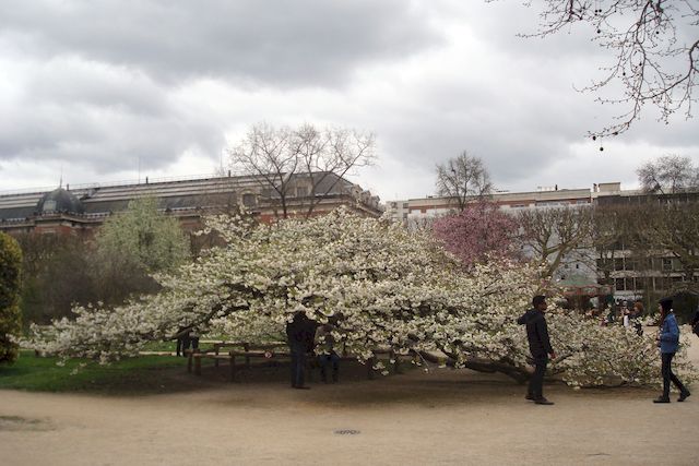 au jardin des Plantes, le grand cerisier est enfin en fleur