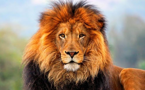 lion