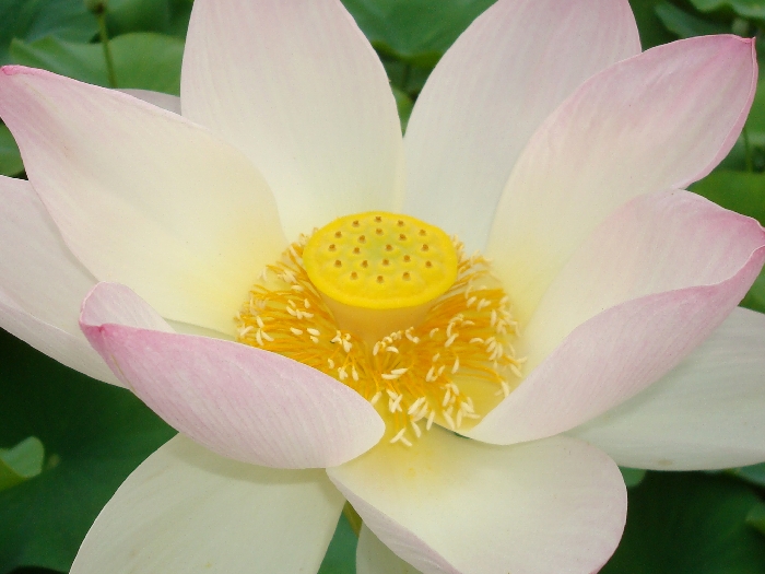 coeur de lotus