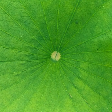feuille de lotus