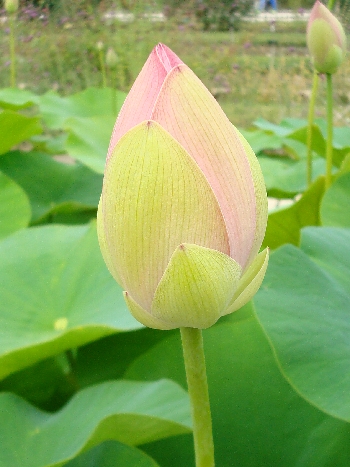 lotus en bouton