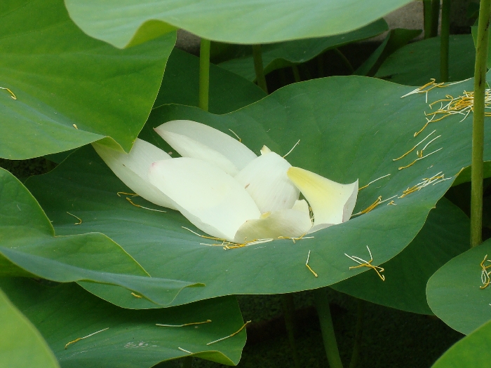 pétales de lotus