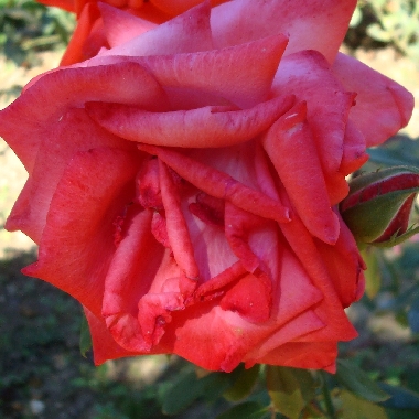 coeur-de-rose
