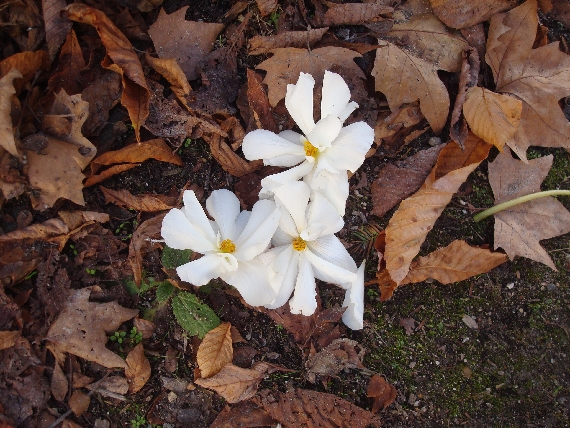 fleurs-blanches