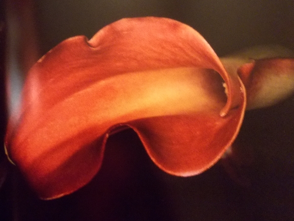 araki-fleur