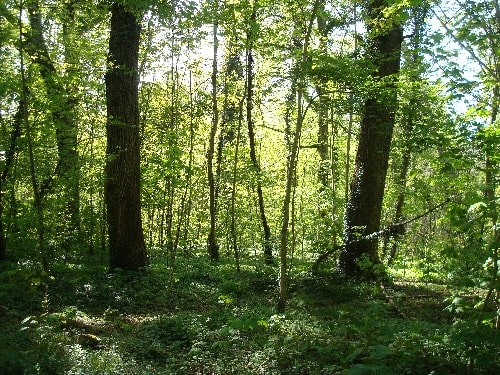 forêt st germain-min