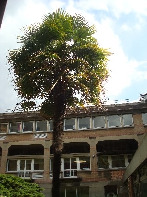 palmier-min