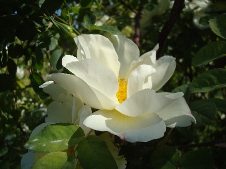 rose blanche-min