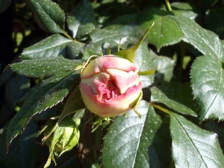 rose rose-min