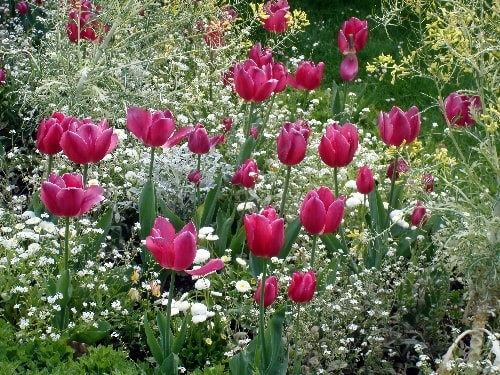 tulipes au square-min