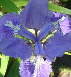 Iris tectorum, Chine