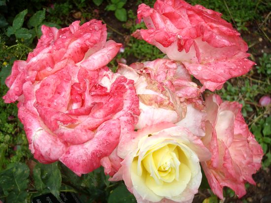 jardin rose mouillée 3