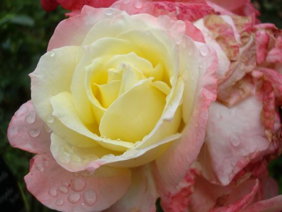 jardin rose mouillée 4