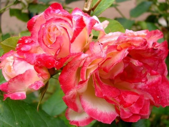 jardin rose mouillée 5