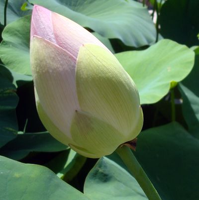 lotus bouton