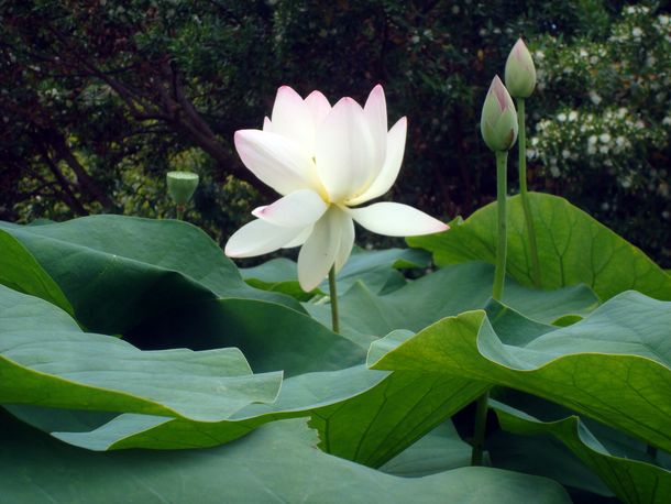 lotus et feuilles
