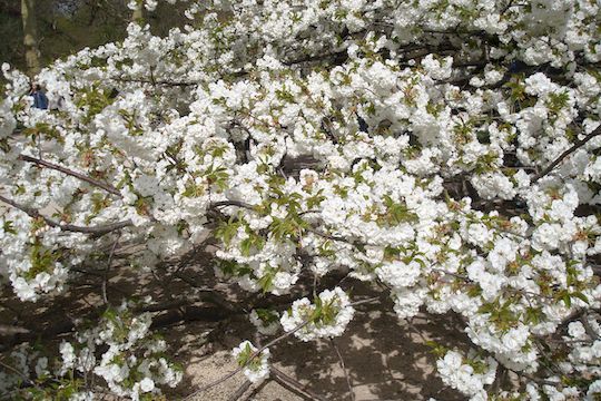 cerisier blanc