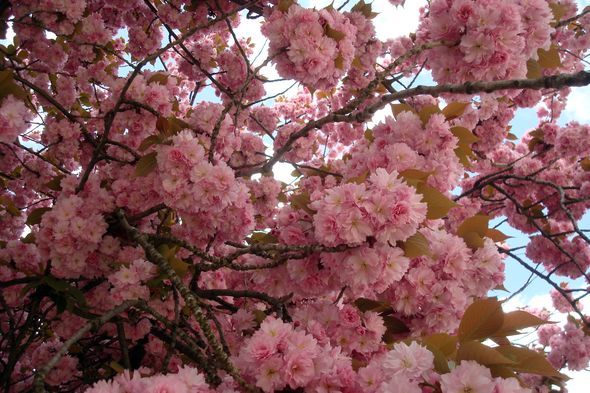 cerisier en fleur