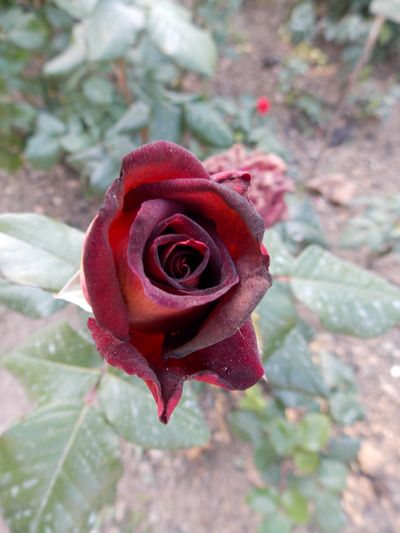 roses 3