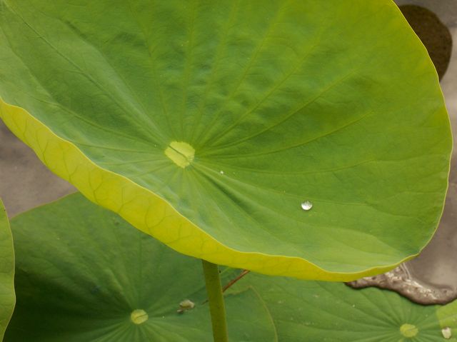 feuille de lotus 2