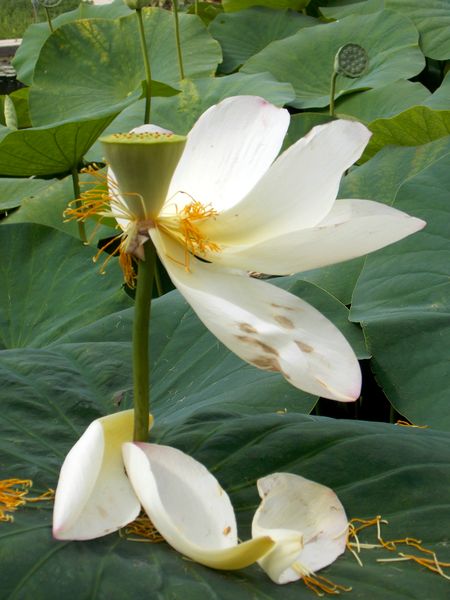 fleur de lotus 2