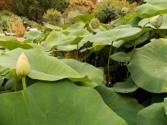jardin des plantes 6 lotus
