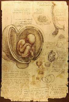 da-vinci-studies-of-embryos