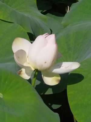 Les premiers lotus éclosent au Jardin des Plantes. Hier, photo Alina Reyes